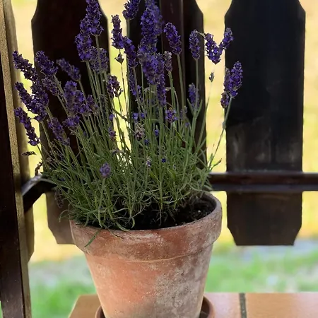 公寓 La Piccola Noghera 皮耶韦迪卡多雷